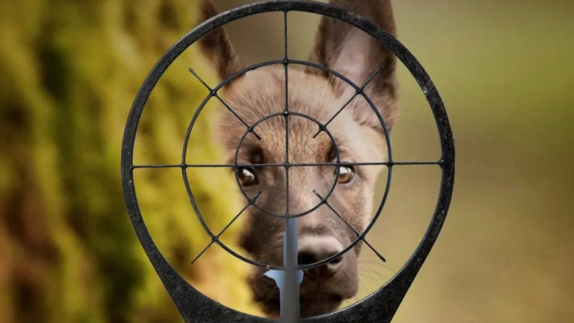 Perro callejero observado a través de una mira, representando la propuesta de control letal cuestionada por las organizaciones firmantes.