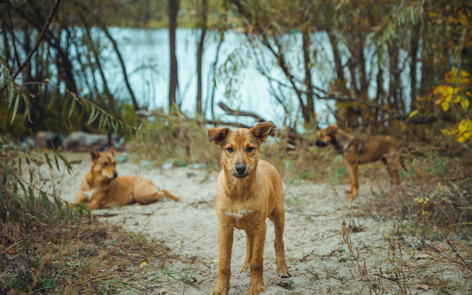 Perros en un entorno natural