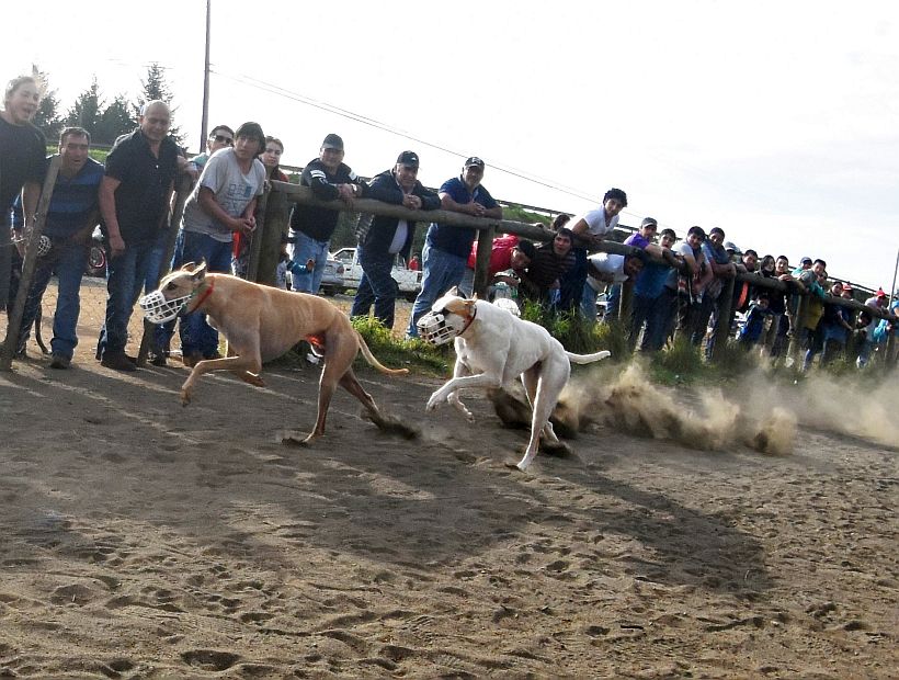 Perros galgos participando en una carrera