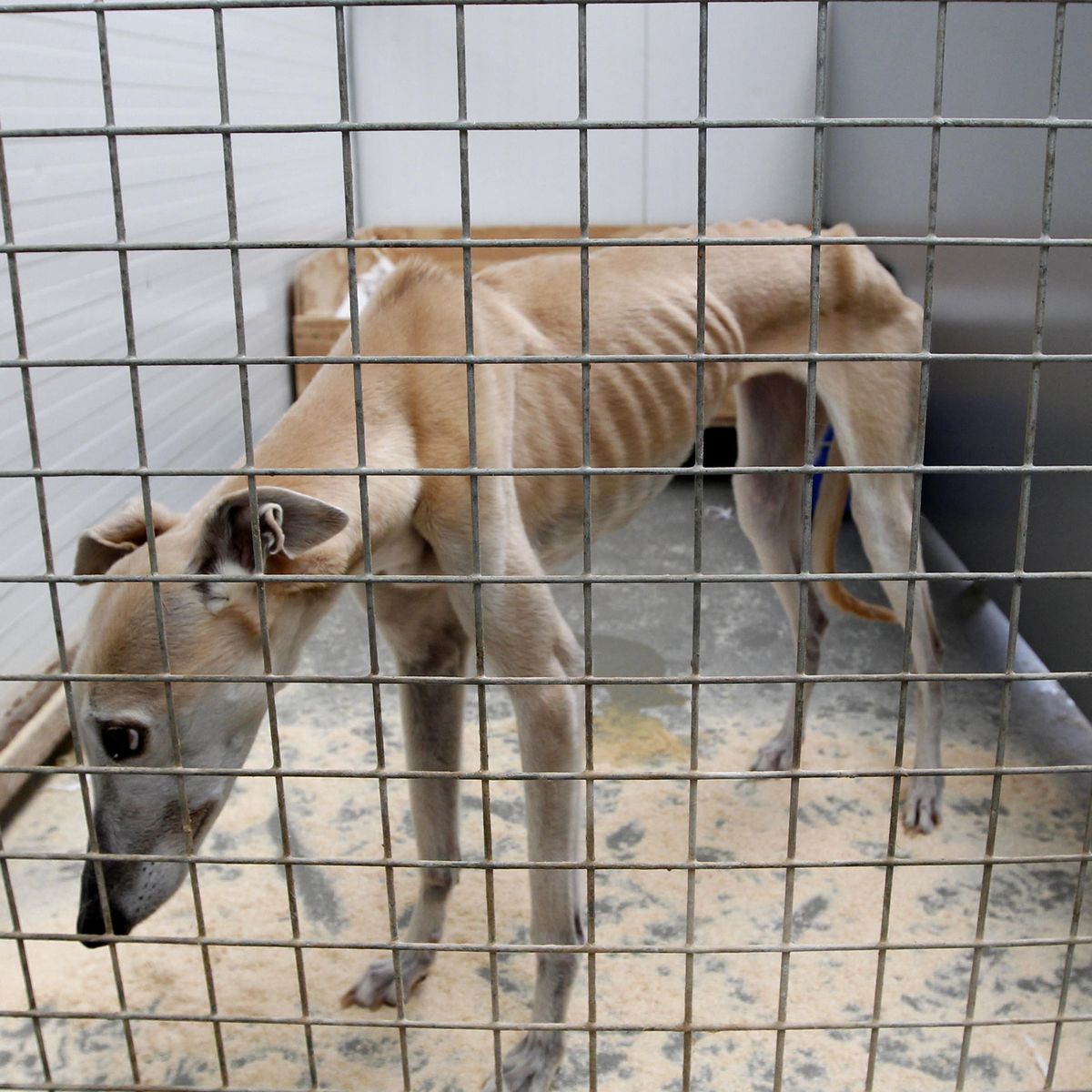 Galgo afectado por condiciones de maltrato