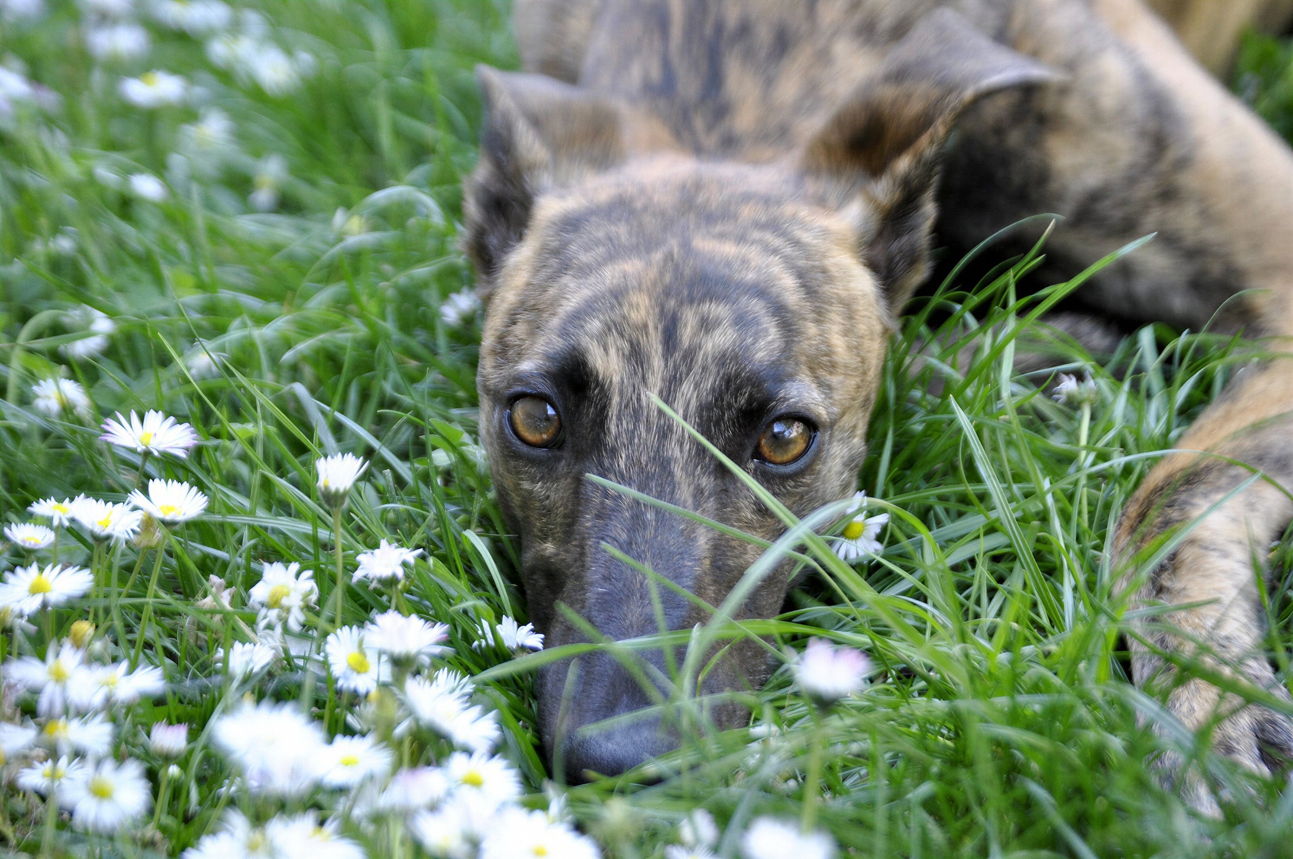 Primer plano de un perro galgo